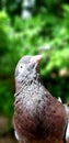 Beautifull pigeon bird