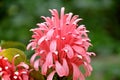 The pink colour perenial flower  in outdor Royalty Free Stock Photo