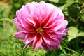 The beautifull pink colour single flower for dahlia Royalty Free Stock Photo