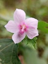 beautifull pink flower with pink pistil. pulutan Royalty Free Stock Photo