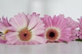 Pink Flowers on white background