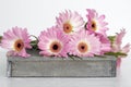Pink Flowers on white background