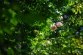 Beautifull pink roses on grenn park bushes. Royalty Free Stock Photo