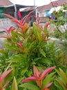 A beautifull plant called pucuk merah