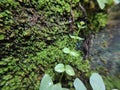 beautifull plant forest fern close up makro fresh drop