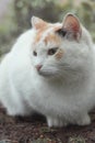 Portrait of tricolor indifferent cat do not care on the green grass in the yard. Royalty Free Stock Photo
