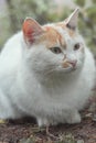 Portrait of tricolor indifferent cat do not care on the green grass in the yard. Royalty Free Stock Photo