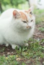 Portrait of tricolor indifferent cat do not care on the green grass in the yard. Royalty Free Stock Photo