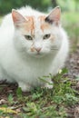Portrait of tricolor indifferent cat do not care on the green grass in the yard. Royalty Free Stock Photo