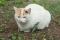 Portrait of tricolor indifferent cat do not care on the green grass in the yard. Royalty Free Stock Photo