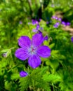 A Beautifull Purple flower , selective focus on Subject , background blur , selective focus Royalty Free Stock Photo