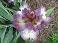Beautifull purple iris blooming in the sun