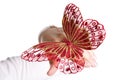 Beautifull red butterfly on woman hand Royalty Free Stock Photo