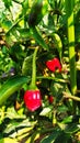 Beautifull red chilli plant Royalty Free Stock Photo