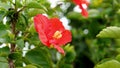 Beautifull red flower blossom on live plant with green leaves with selective focus. Red Camellia Theaceae bloom with yellow stamen