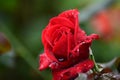 Beautifull red flower cool and fresh