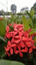 beautifull red flowerd on the garden