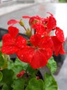 Beautifull red flowers are blooming