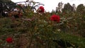 Beautifull Red Rose in the Garden keindahan bunga mawar di taman Royalty Free Stock Photo