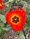 A beautifull red tulip in full bloom