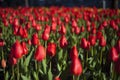 Beautifull red tulip on garden