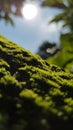 Beautifull reflection of mango tree moss Royalty Free Stock Photo