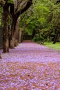 Beautifull Road covered with lilac flowers of the Jacaranda tree during the month of November in Buenos Aires