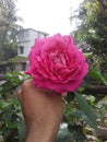 A beautifull rose on a hand