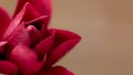 Beautifull Rose natural photography Royalty Free Stock Photo