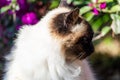 Beautifull Siamese Himalayan cat with flowers