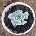 Beautifull small succulent Royalty Free Stock Photo