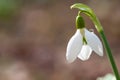 Beautifull snowdrop with drop of dew in spring forest