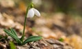 Beautifull snowdrop on dry yellow leaves bokeh background