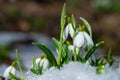Beautifull snowdrop flower growing in snow in early spring forest