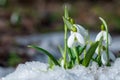 Beautifull snowdrop flower growing in snow in early spring forest