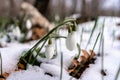 Beautifull snowdrop flower growing in snow in early spring forest. Tender spring flowers snowdrops harbingers of warming