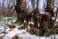 Beautifull snowdrop flower growing in snow in early spring forest. Tender spring flowers snowdrops harbingers of warming