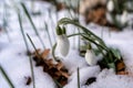 Beautifull snowdrop flower growing in snow in early spring forest. Tender spring flowers snowdrops harbingers of warming