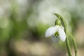 Beautifull snowdrop on flowerbed bokeh background