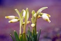 Beautifull snowdrop flowers growing from the ground