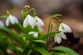 Beautifull snowdrops on dry yellow leaves bokeh background