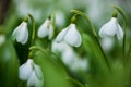 Beautifull first flowers snowdrops in spring forest