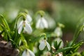 Beautifull first flowers snowdrops in spring forest Royalty Free Stock Photo