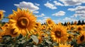 Beautifull sunflowers