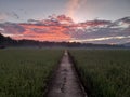 Beautifull sunrise view of rice field in Kuningan Indonesia. Nature composition