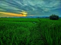 Beautifull sunset on ricefield