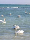 Beautifull swans and seagulls on Eforie Sud Romania seaside resort
