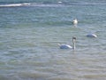 Beautifull swans and seagulls on Eforie Sud Romania seaside resort
