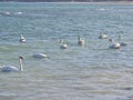 Beautifull swans and seagulls on Eforie Sud Romania seaside resort