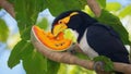 A beautifull Toucan eating from a Papaya Tree